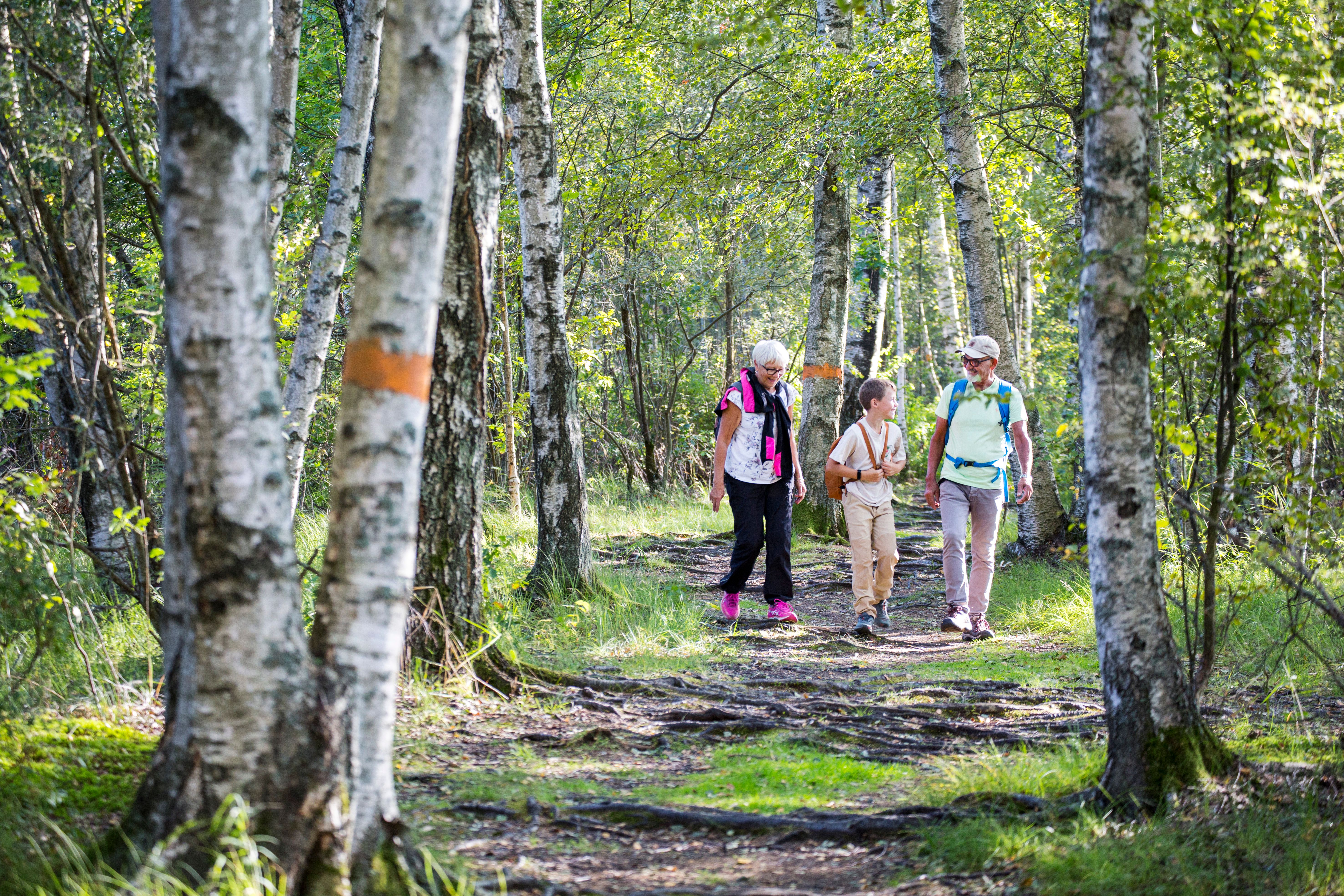Roger Borgelid Visit Varmland Vandring MbSkogen-Bjo¨rkskog 04