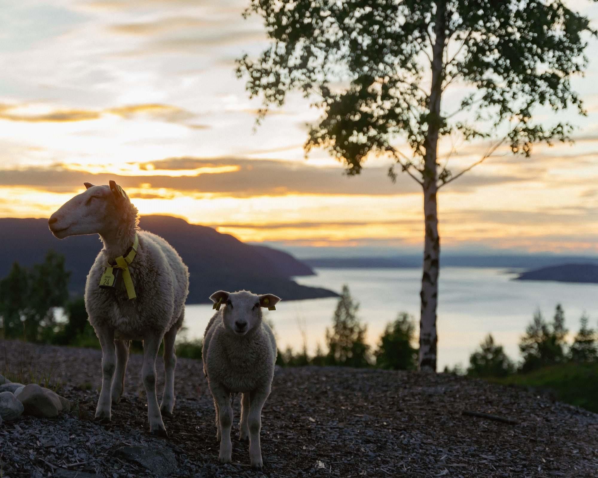Two sheep with Lake Mjøsa in the background at sunset