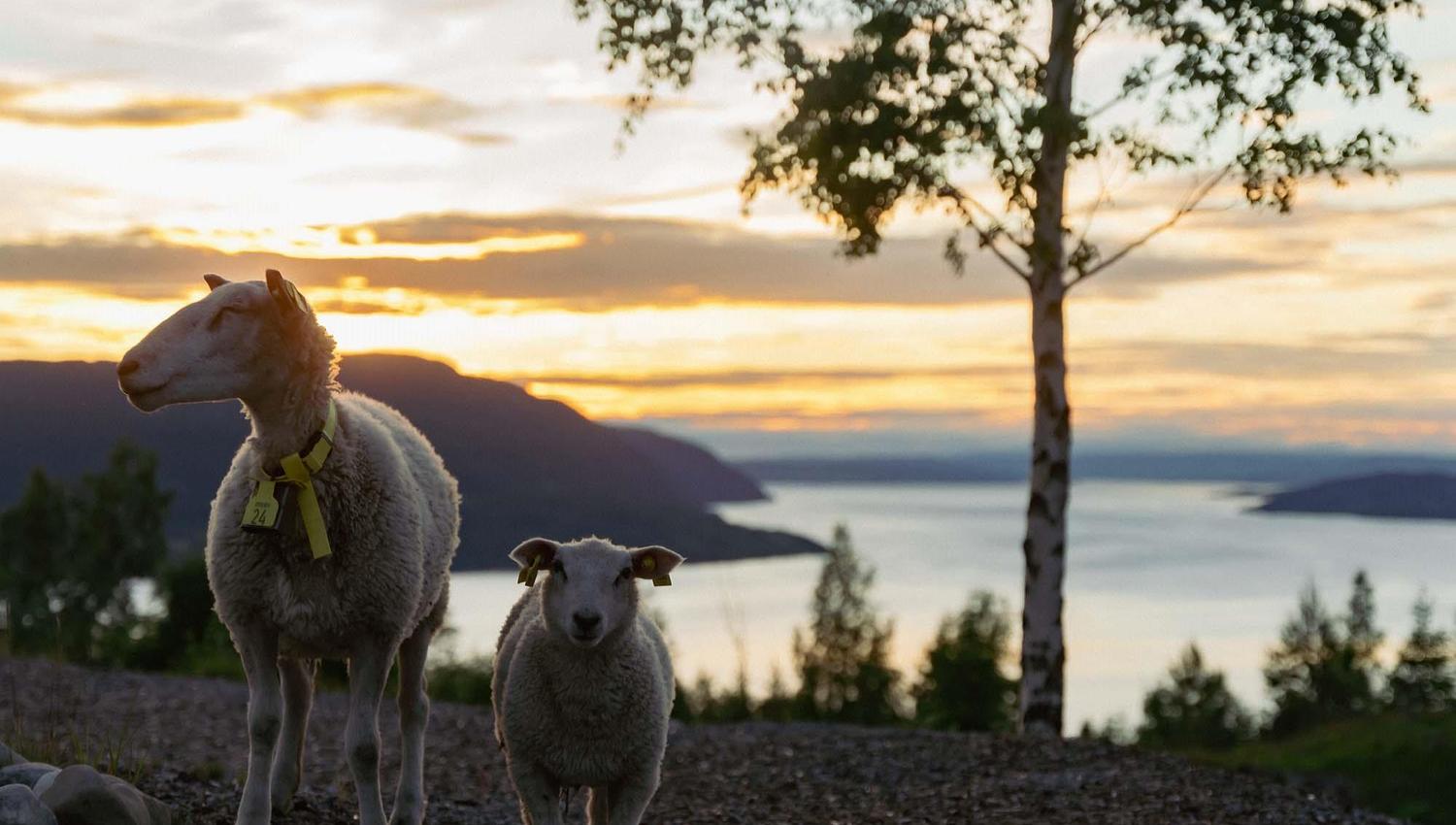 Two sheep with Lake Mjøsa in the background at sunset