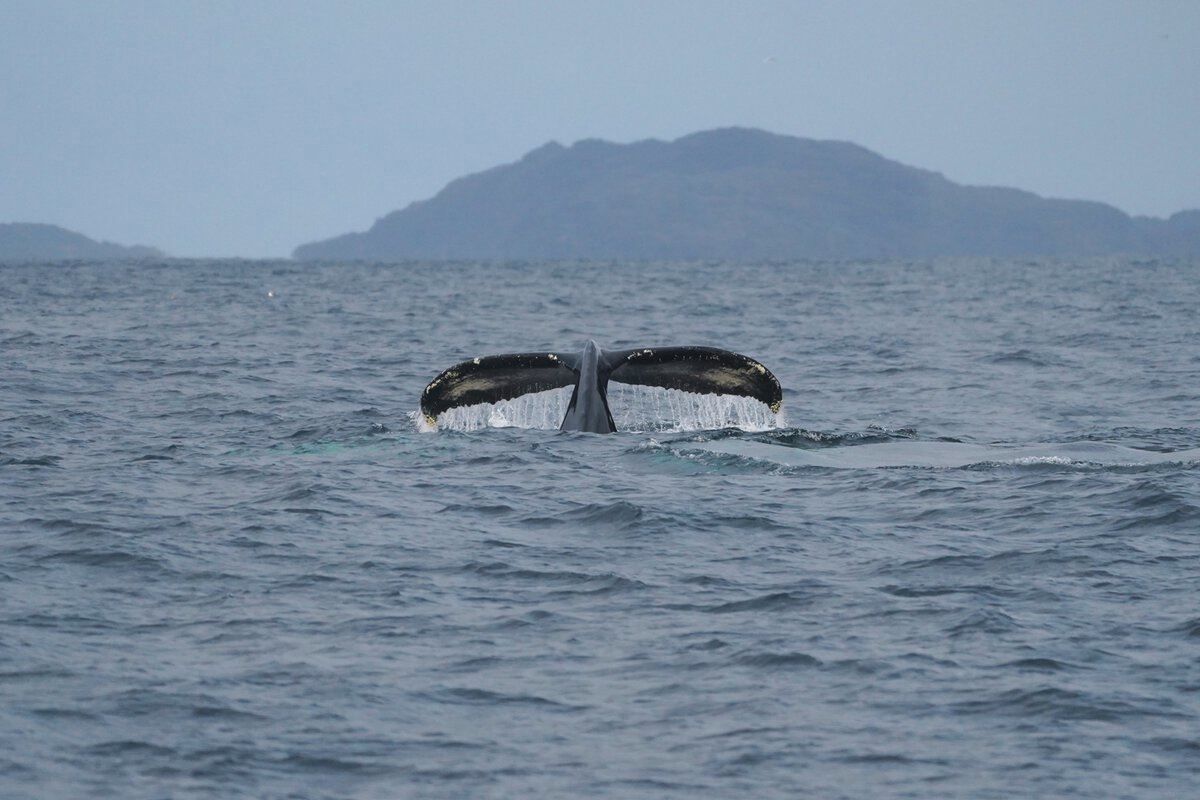 The tale fin of a whale coming up from the sea