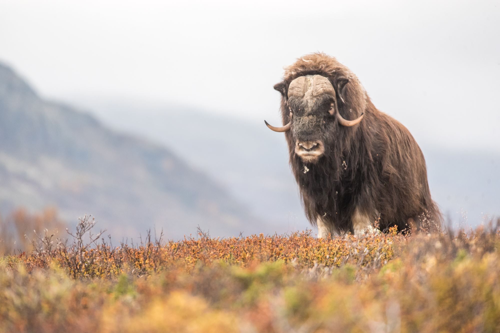 Musk Ox Safari Personal Tour
