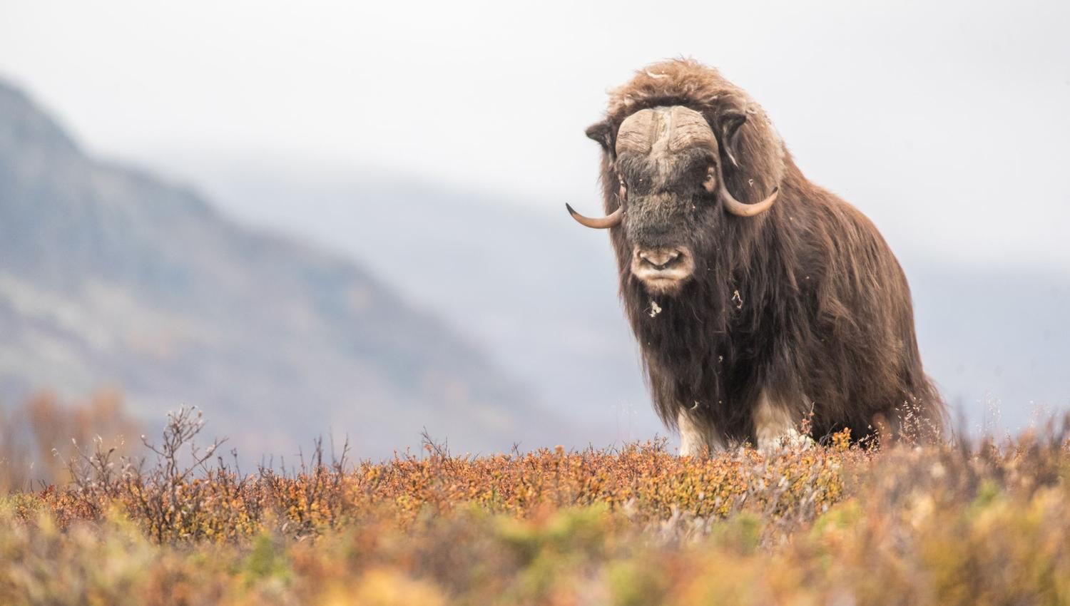 Musk Ox Safari Personal Tour
