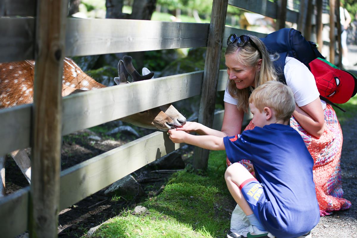 Mor og sønn mater rådyr i Tangen Dyrepark i Stange Kommune