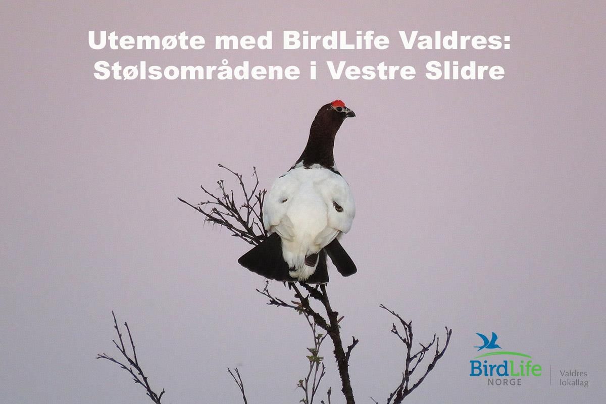 Lirype (Lagopus lagopus) i nærheten av Valtjernstølen på Stølsvidda.