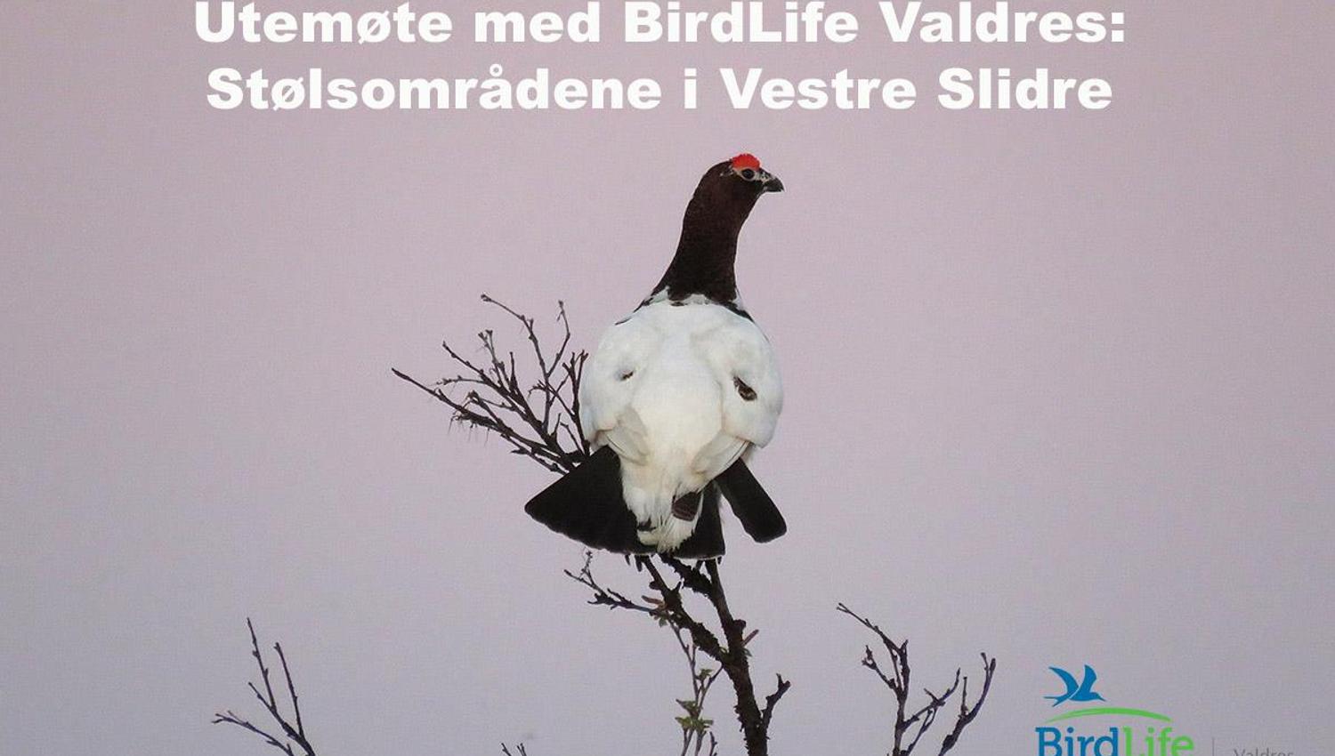 Lirype (Lagopus lagopus) i nærheten av Valtjernstølen på Stølsvidda.