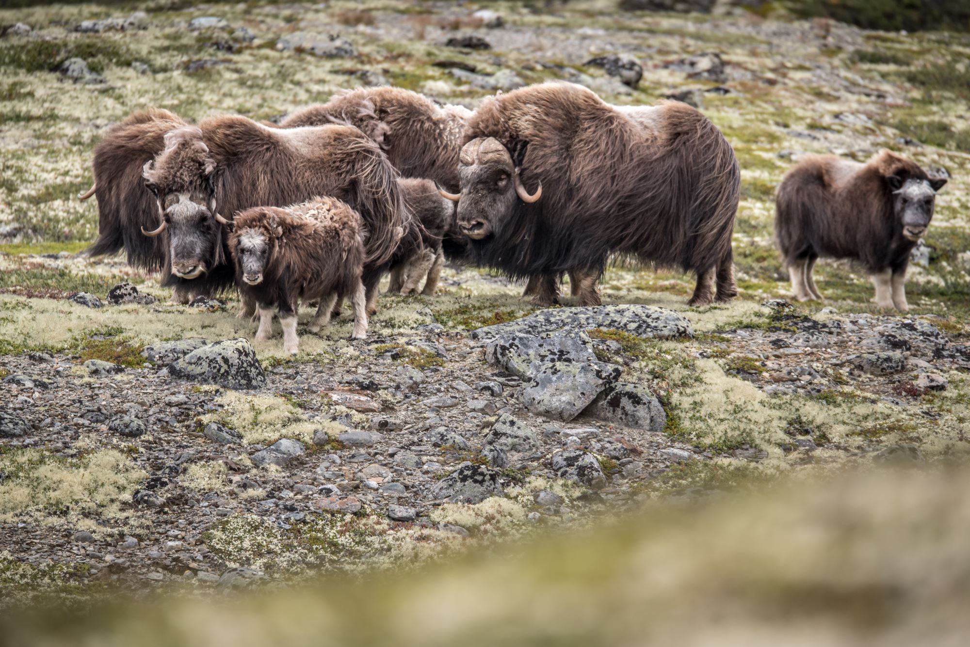 Musk Ox Safari
