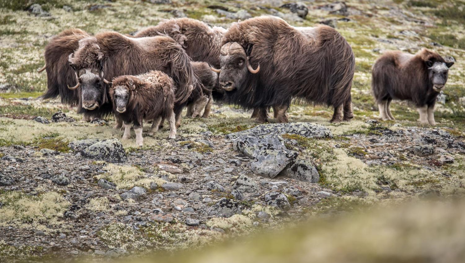 Musk Ox Safari
