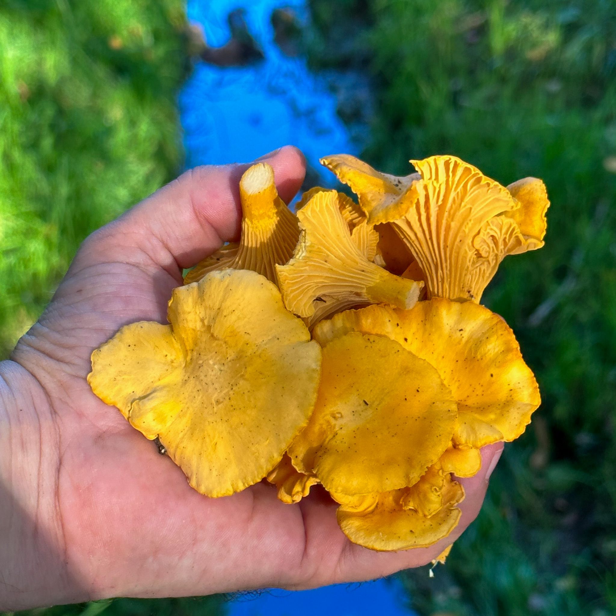 Hand full of chanterelles