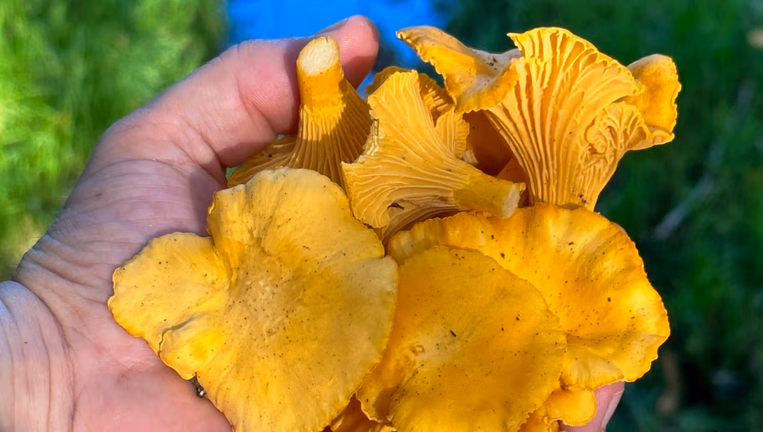 Hand full of chanterelles