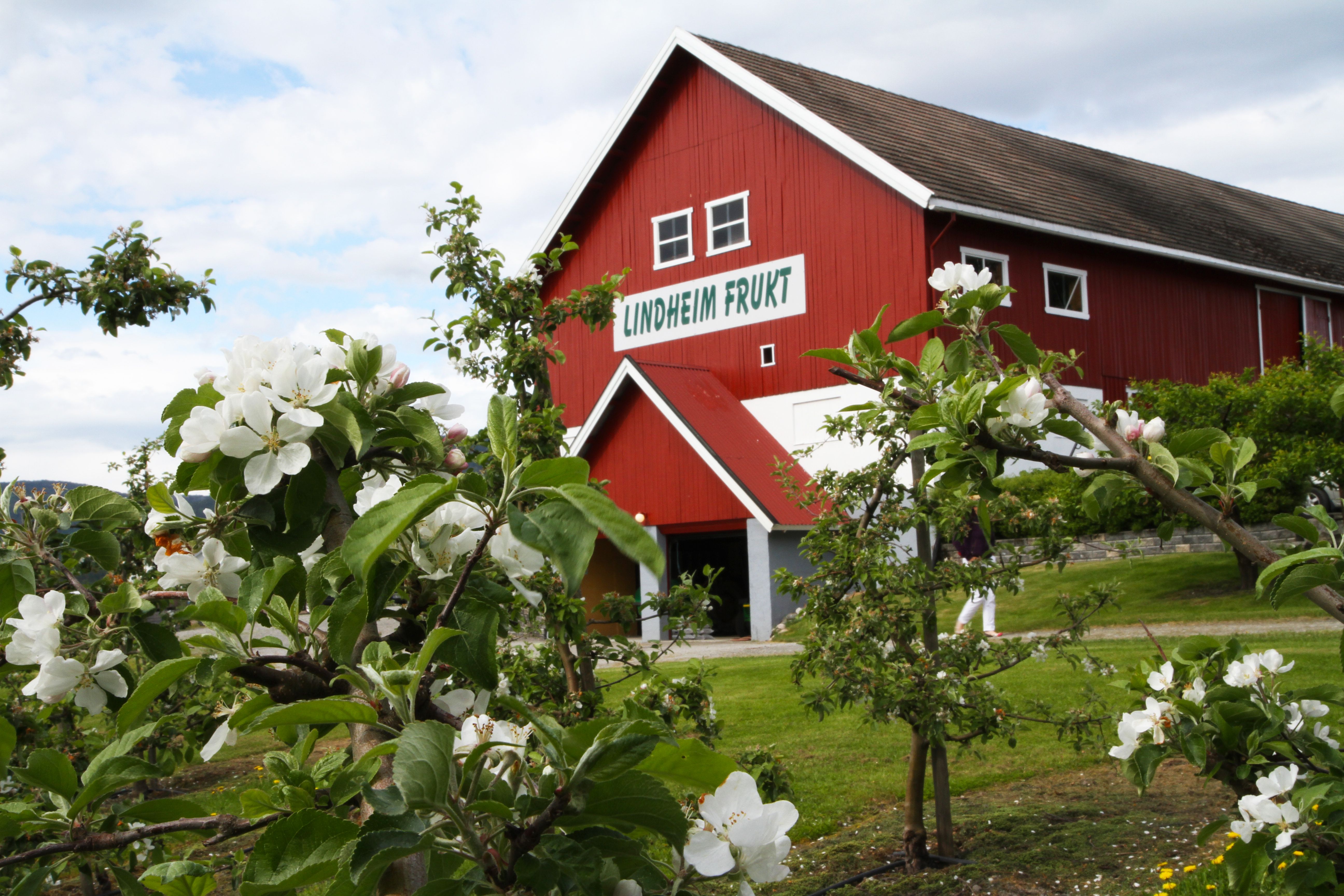 Låven på Lindheim Frukt/Ølkompani og blomstrende epletre