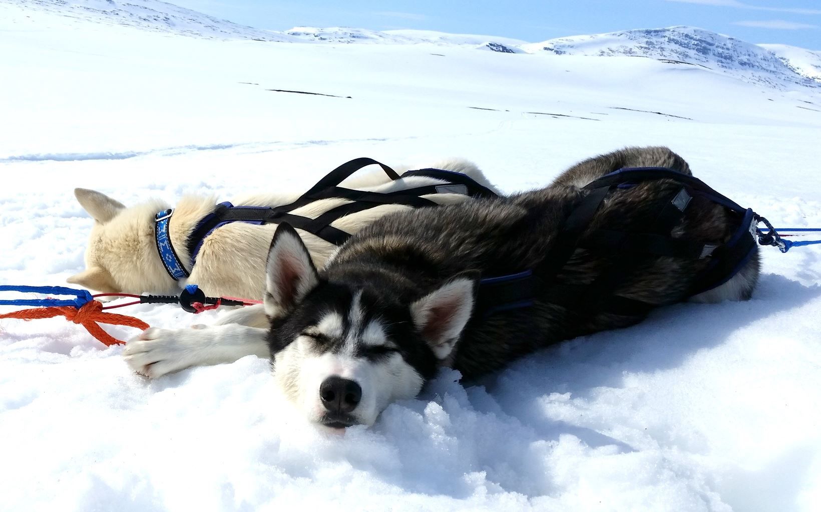 husky dogs relaxing in the snow