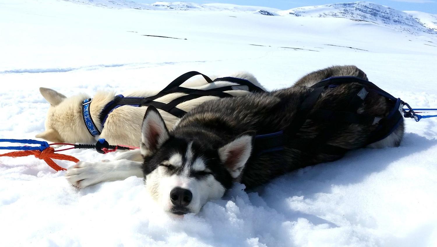 husky dogs relaxing in the snow