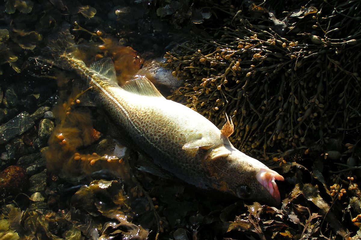 Fish on the shoreline