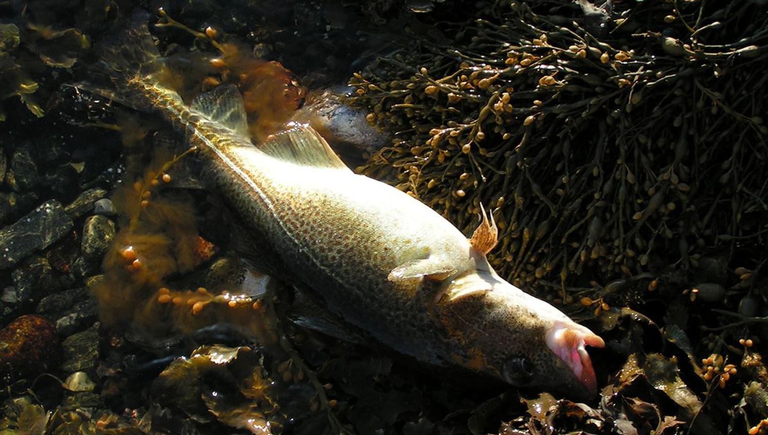 Fish on the shoreline