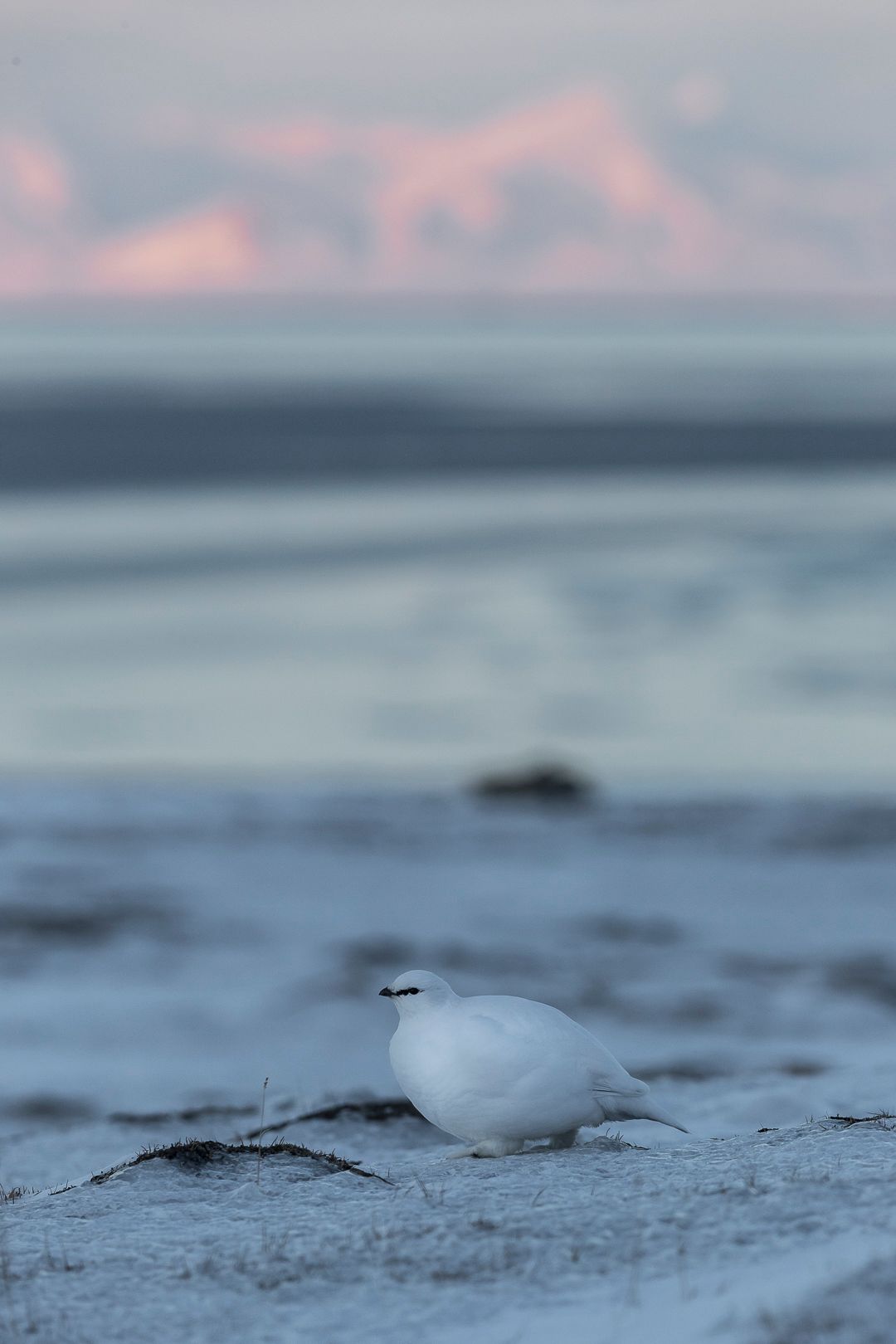 Rock Ptarmigan