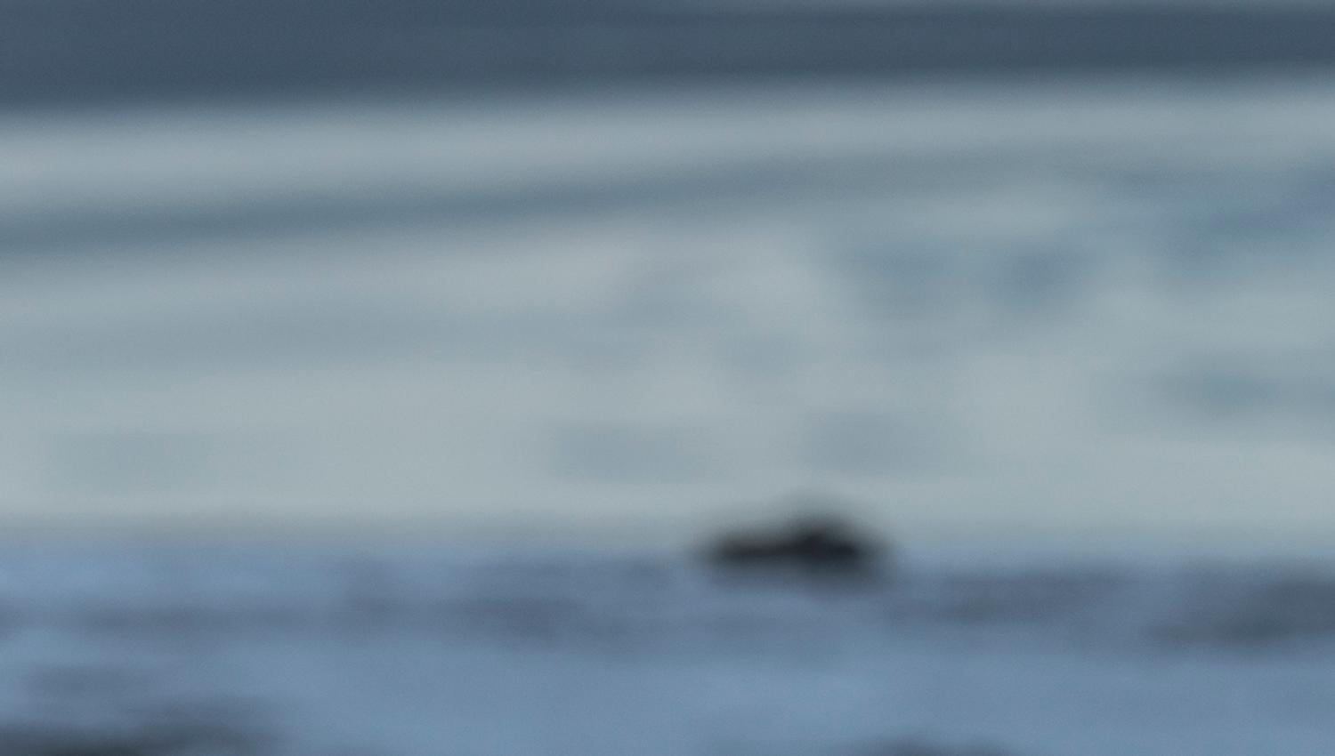 Rock Ptarmigan