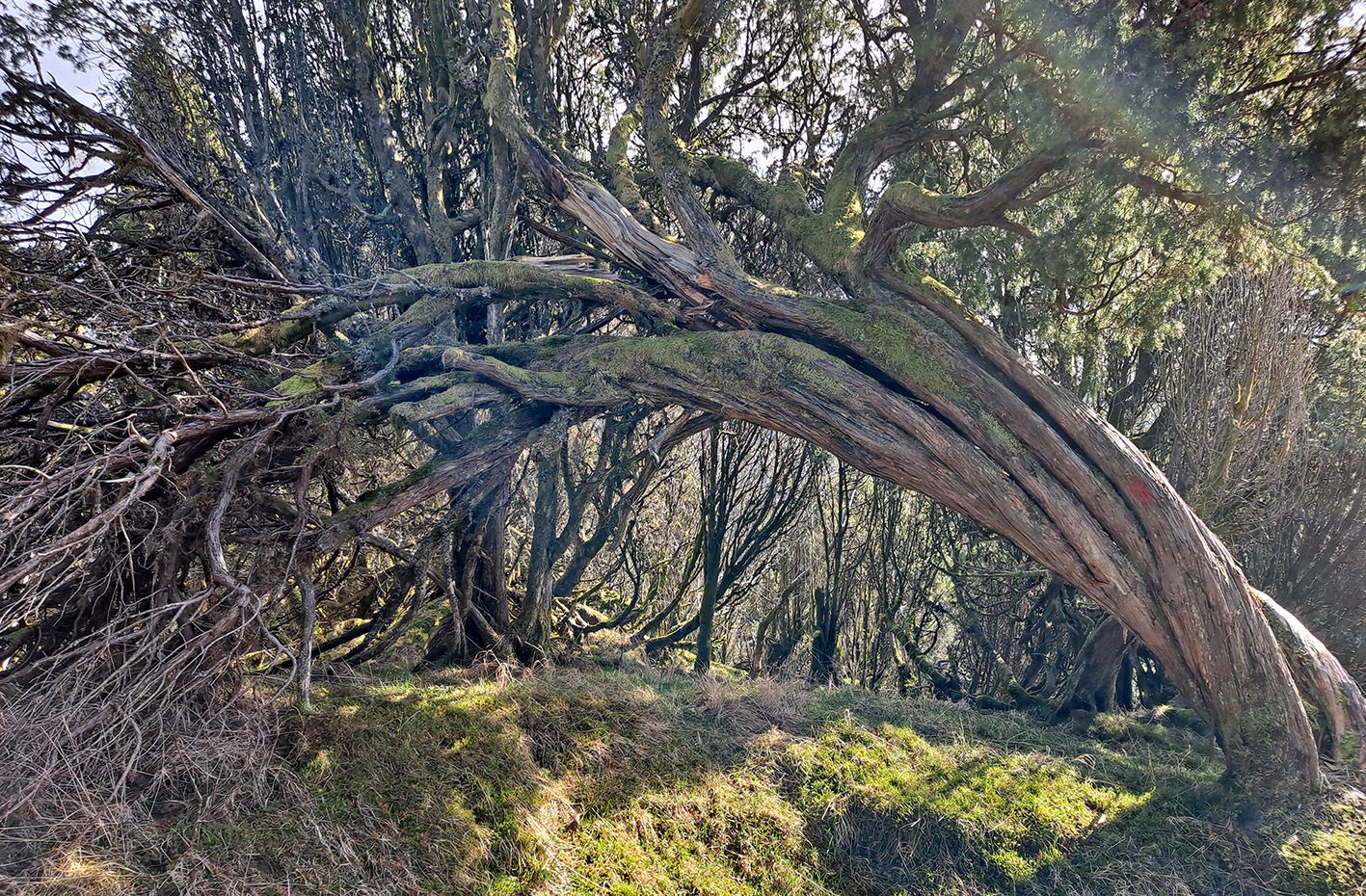 Spennande skog på veg opp til Borgundnuten