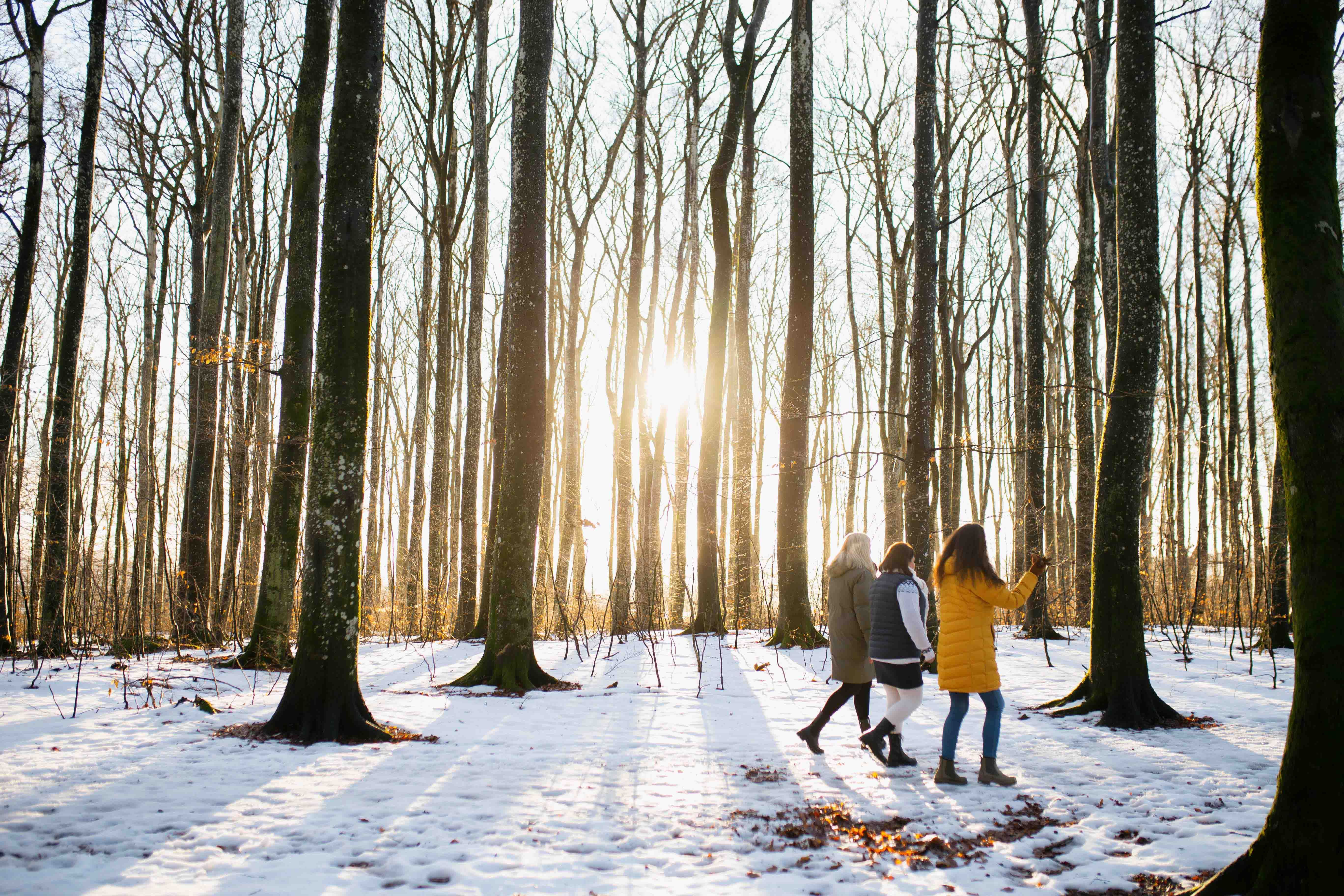 Three ladies walking in the beech forest in winter