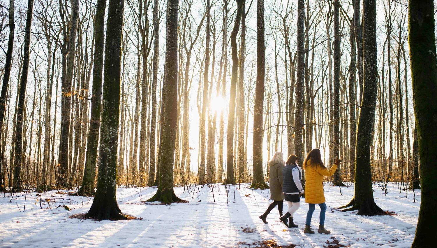 Three ladies walking in the beech forest in winter
