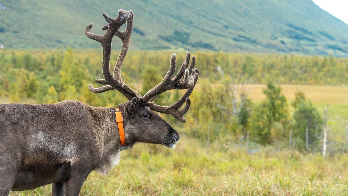 Reindeer in an autumn landscape at Tromsø Lapland’s Sámi camp near Tromsø.
