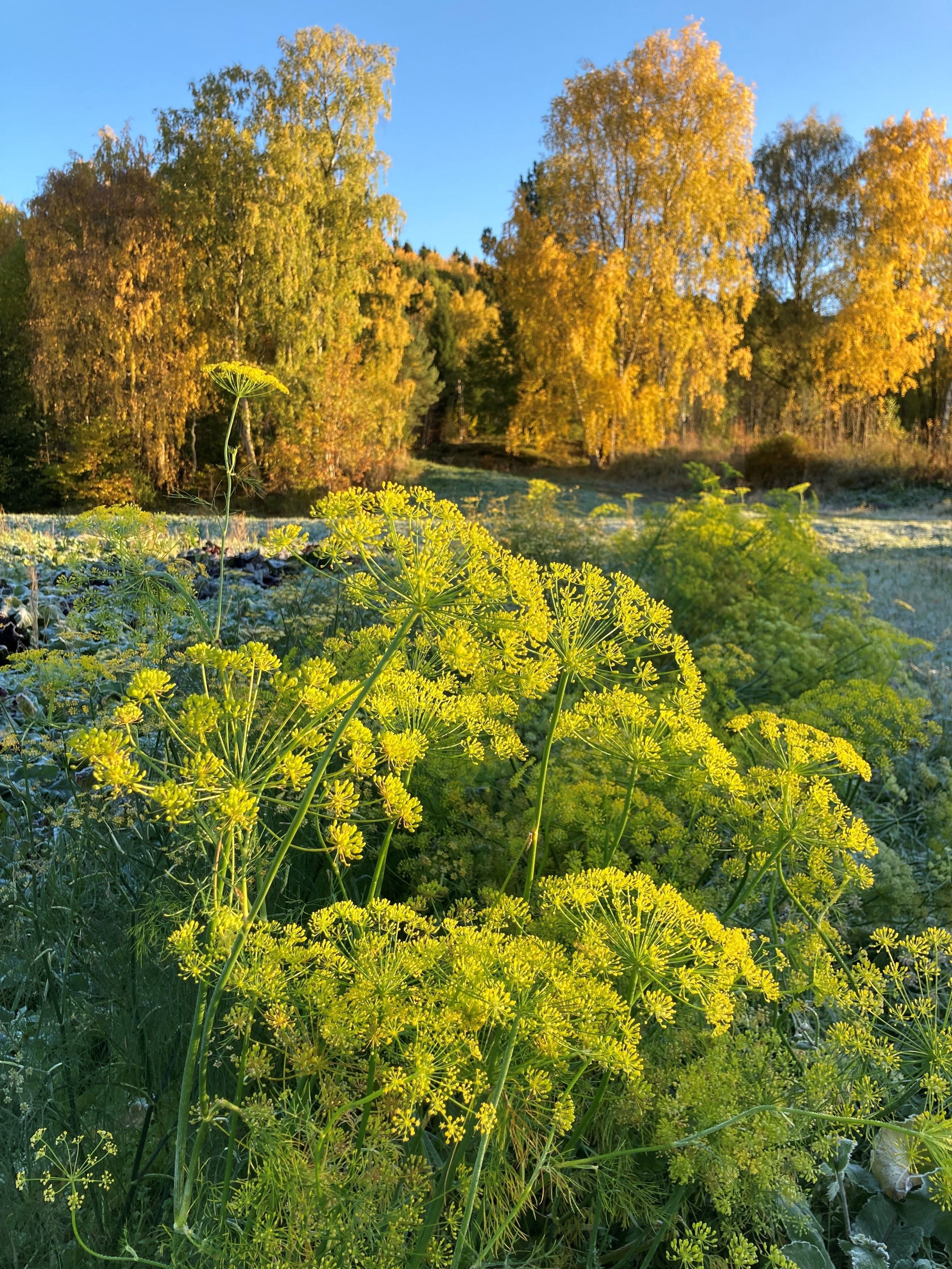 Yellow wildflower umbels in the foreground with frosty grass and golden autumn trees under a clear blue sky.