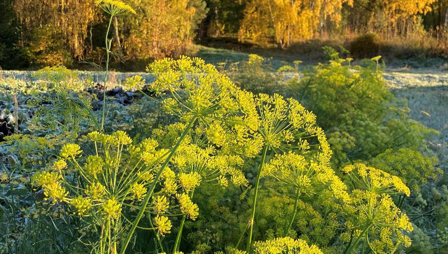 Yellow wildflower umbels in the foreground with frosty grass and golden autumn trees under a clear blue sky.