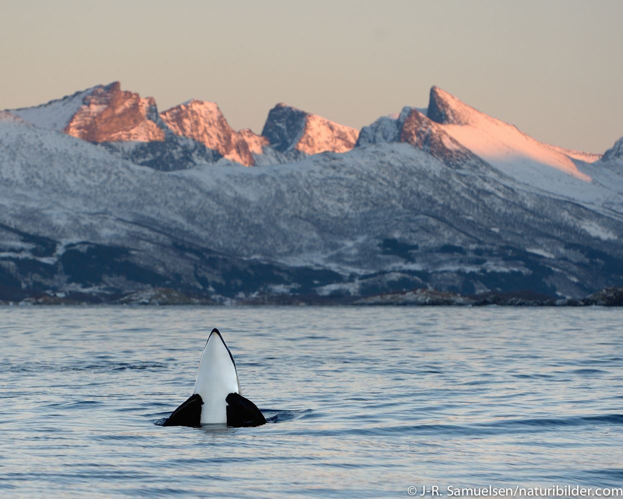 A whale emerging from the water with snow-covered mountains in the background.