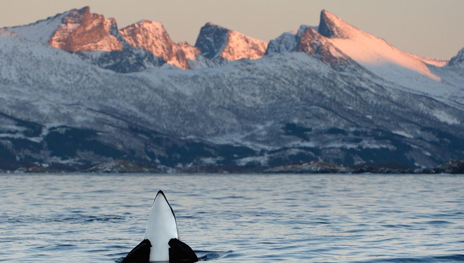 A whale emerging from the water with snow-covered mountains in the background.