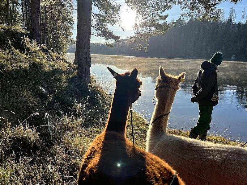 To alpakkaer står i forgrunnen og ser utover et stille vann mens sollyset skinner lavt gjennom trærne.