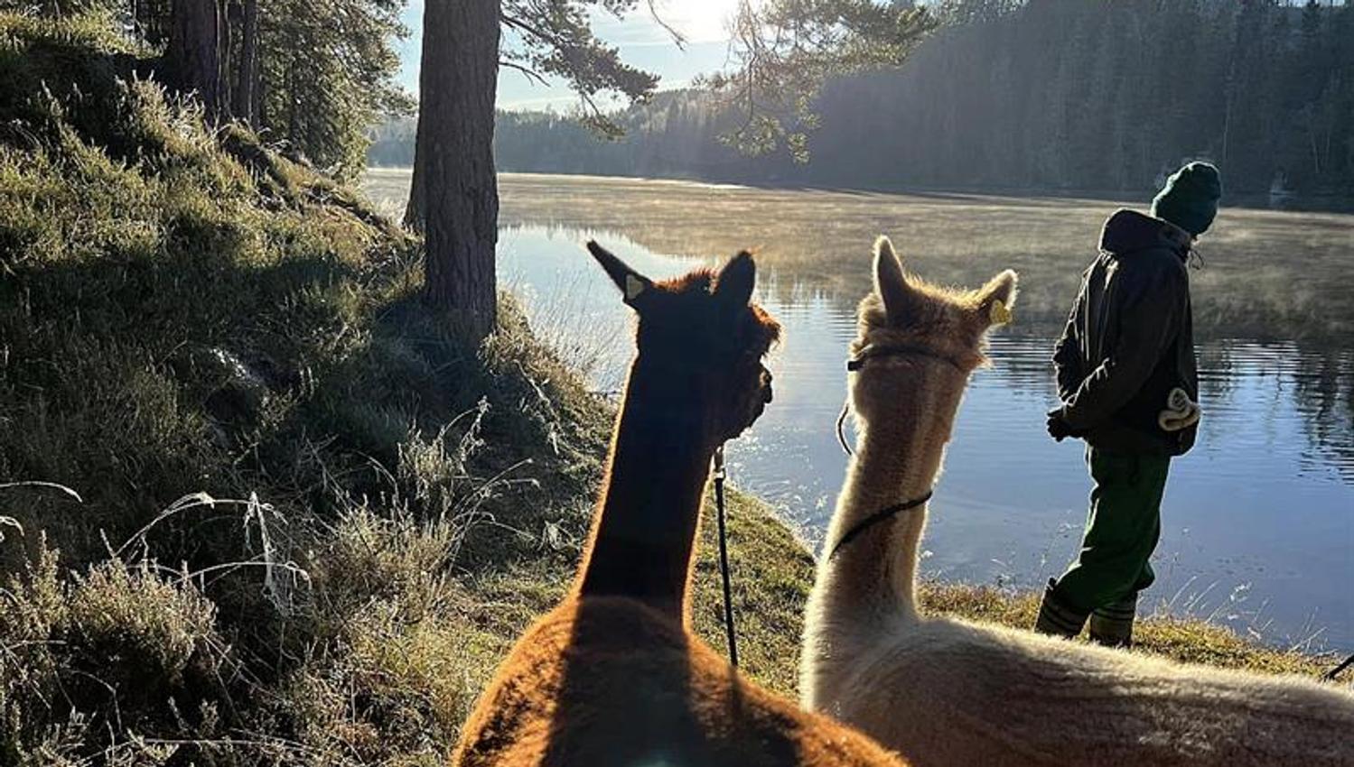 To alpakkaer står i forgrunnen og ser utover et stille vann mens sollyset skinner lavt gjennom trærne.