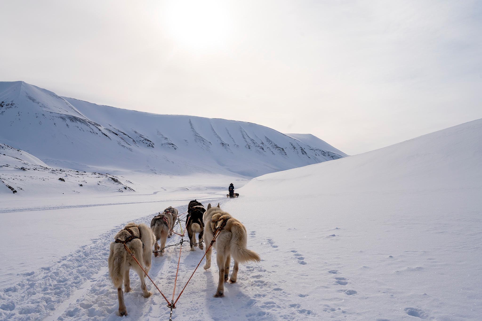 Sledehunder som springer gjennom snø