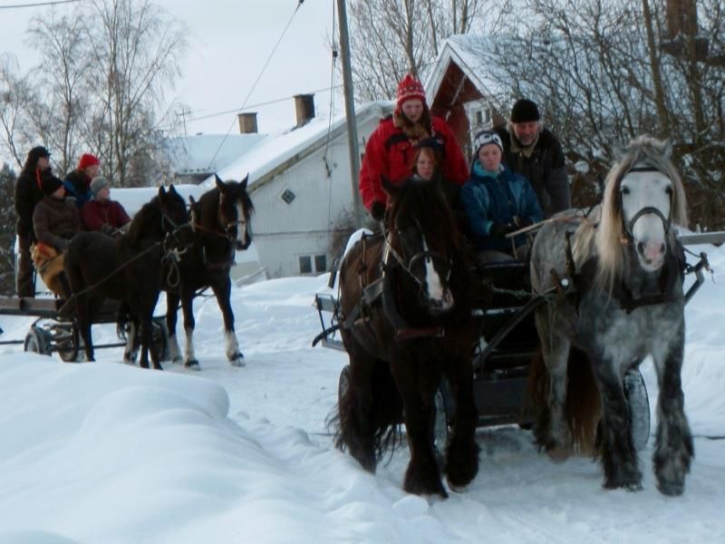 Horse & carriage