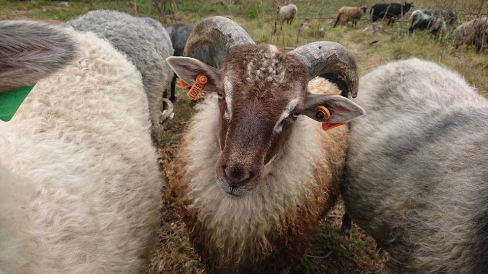 Sheep