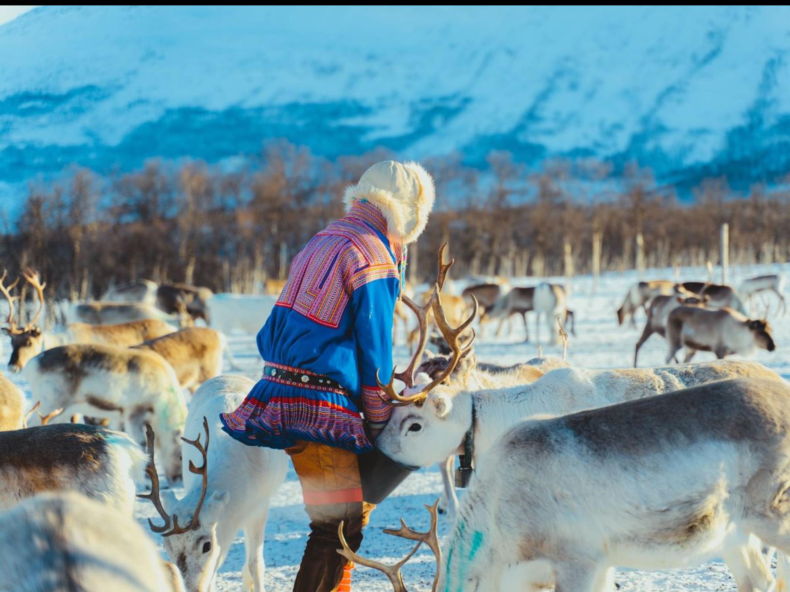 Sámi guide among reindeer at Tromsø Lapland’s reindeer camp in a snowy winter landscape.