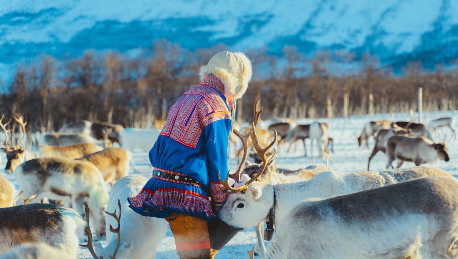 Sámi guide among reindeer at Tromsø Lapland’s reindeer camp in a snowy winter landscape.