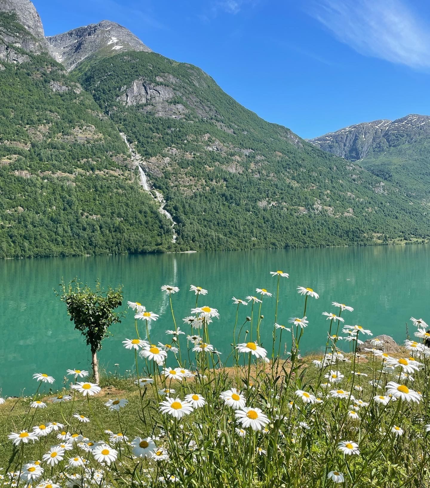 White daisies in the foreground beside a turquoise lake, with forested mountains and a waterfall under blue sky..