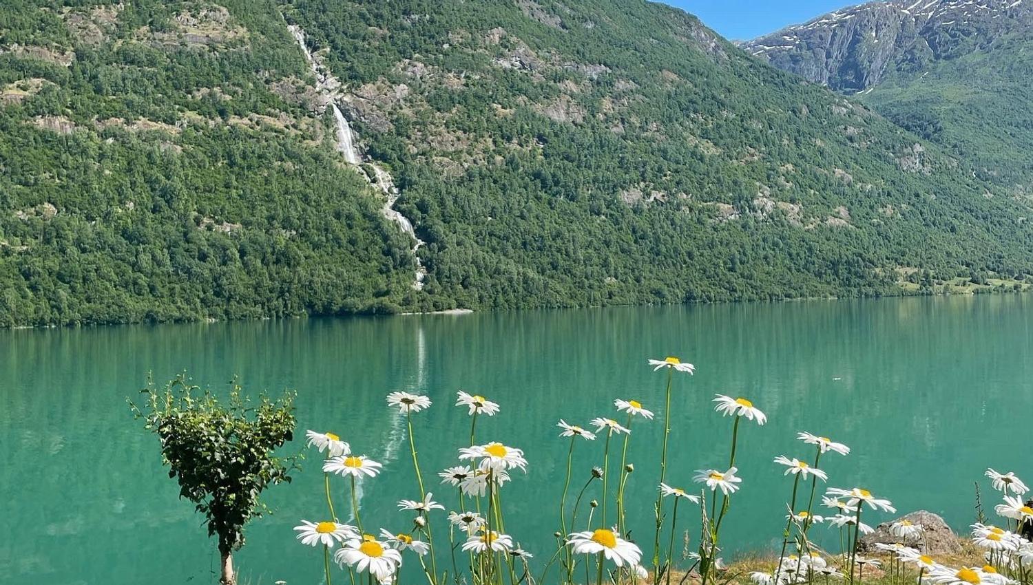 White daisies in the foreground beside a turquoise lake, with forested mountains and a waterfall under blue sky..