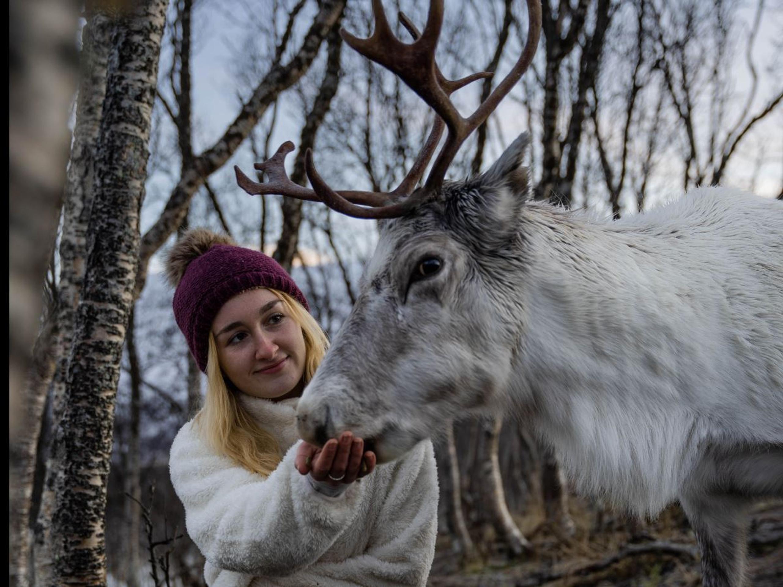Guest getting close to and feeding a reindeer during a reindeer experience with Tromsø Lapland near Tromsø.