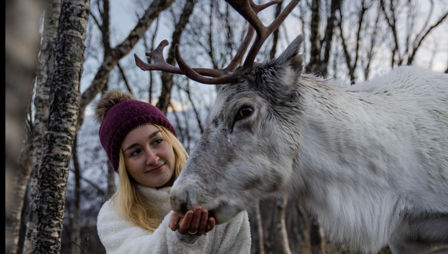 Guest getting close to and feeding a reindeer during a reindeer experience with Tromsø Lapland near Tromsø.