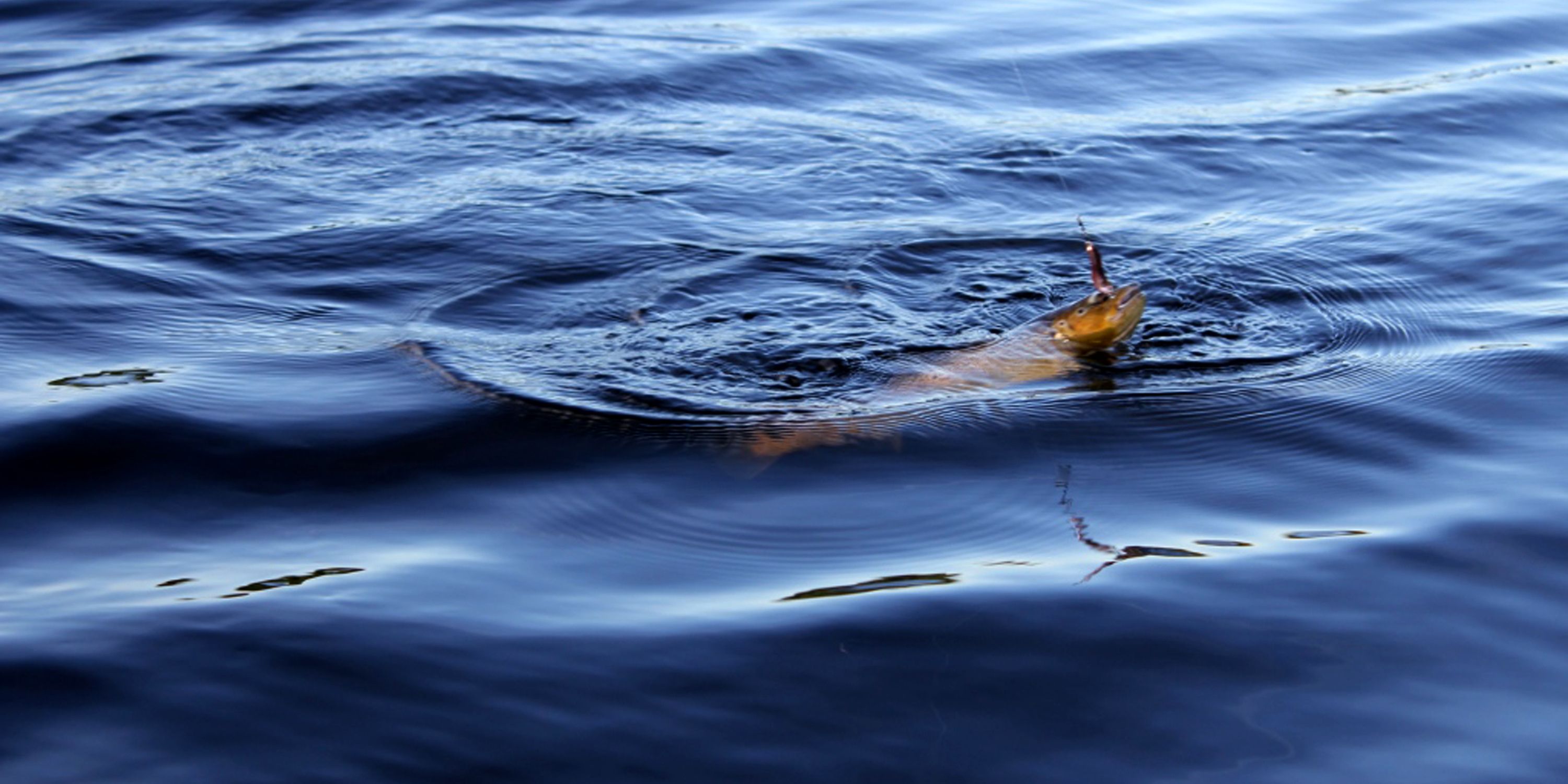 Fishing in Lake Snåsavatnet