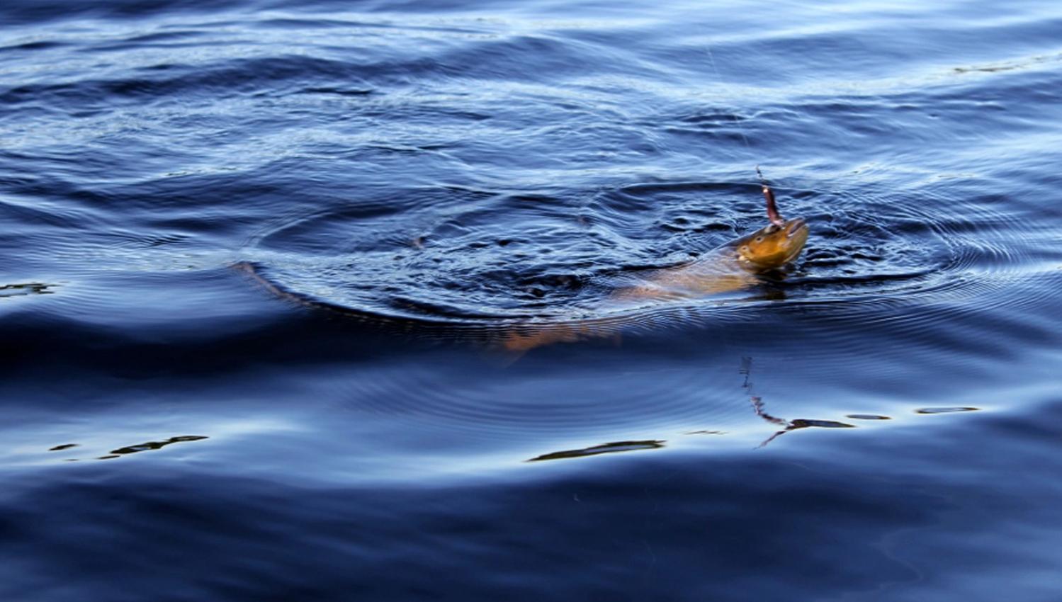 Fishing in Lake Snåsavatnet