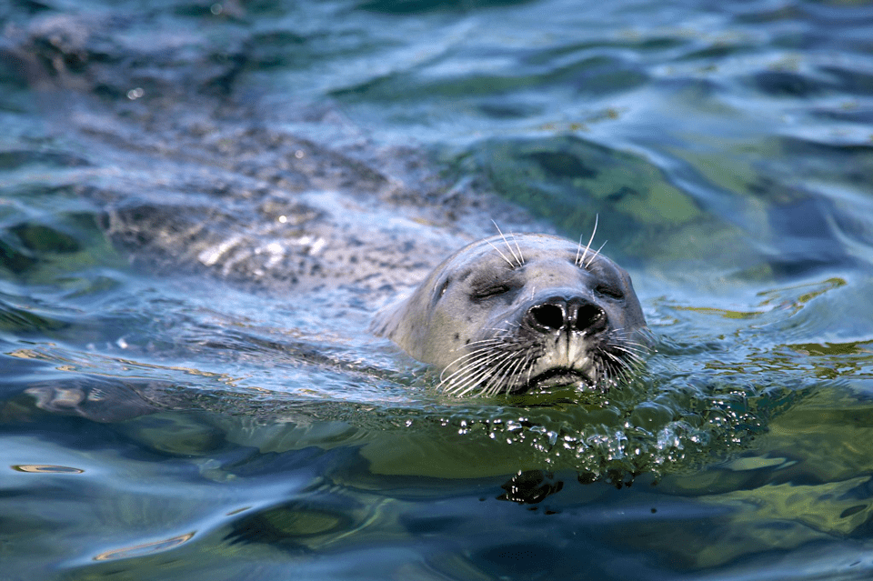 If you're lucky, you'll see wildlife in the fjord