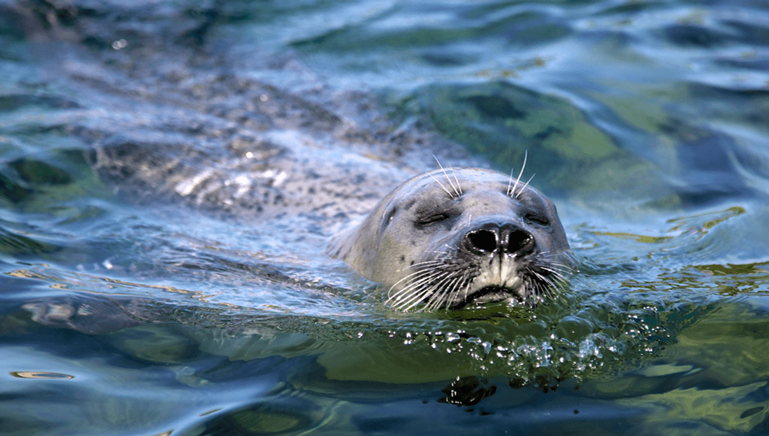 If you're lucky, you'll see wildlife in the fjord