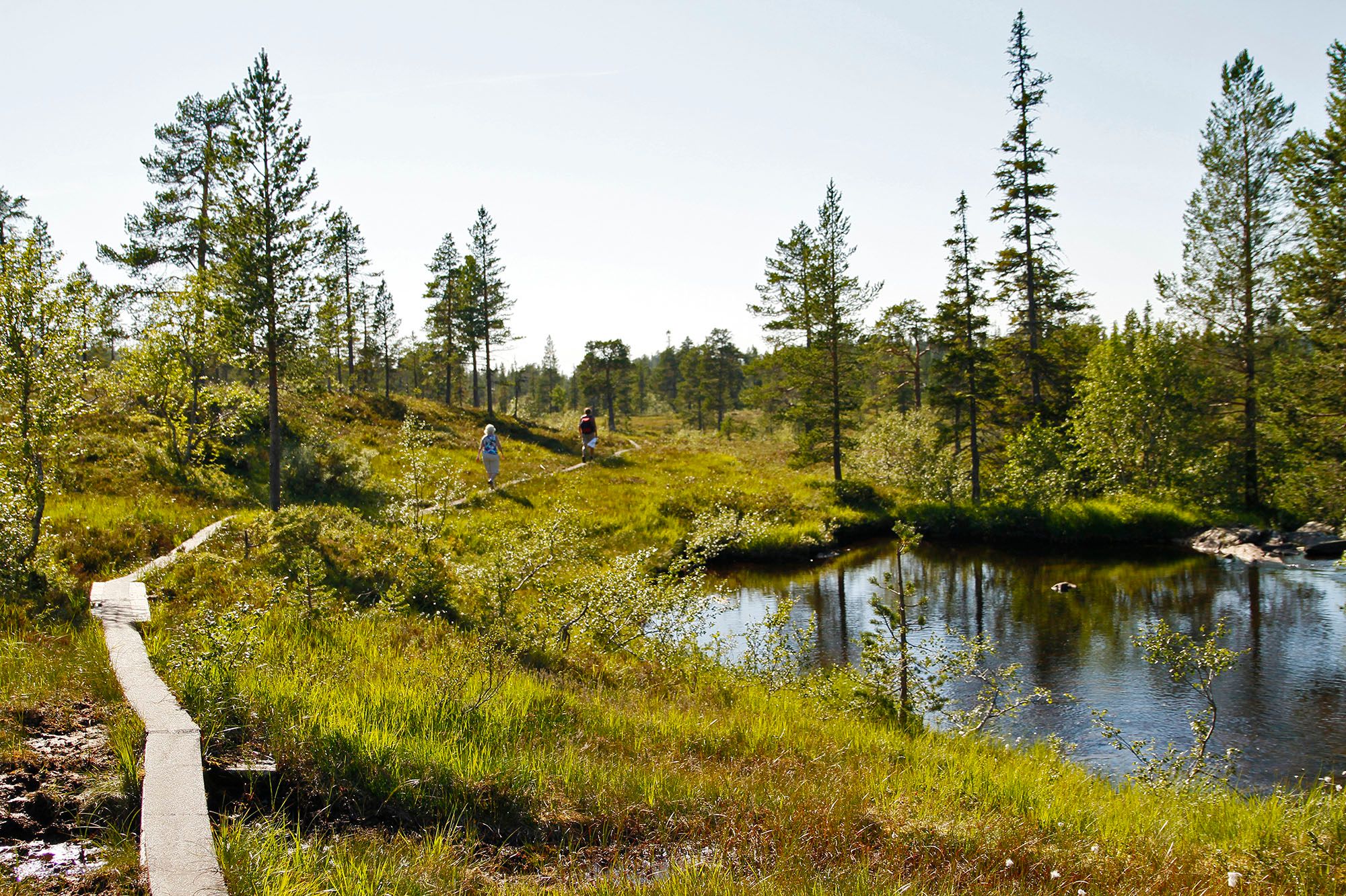 steinkjer steinkjer kommuneskoger vandring norges geografiske midtpunkt (2) WEB