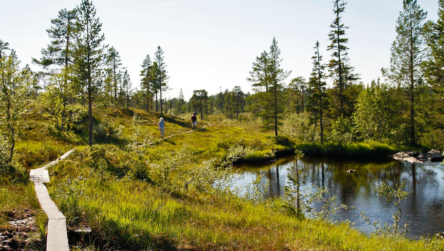 steinkjer steinkjer kommuneskoger vandring norges geografiske midtpunkt (2) WEB