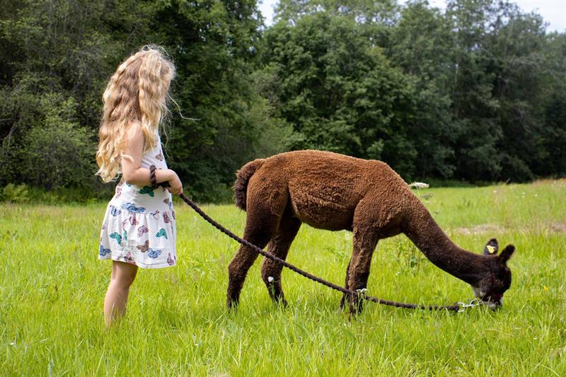 Girl with alpaca