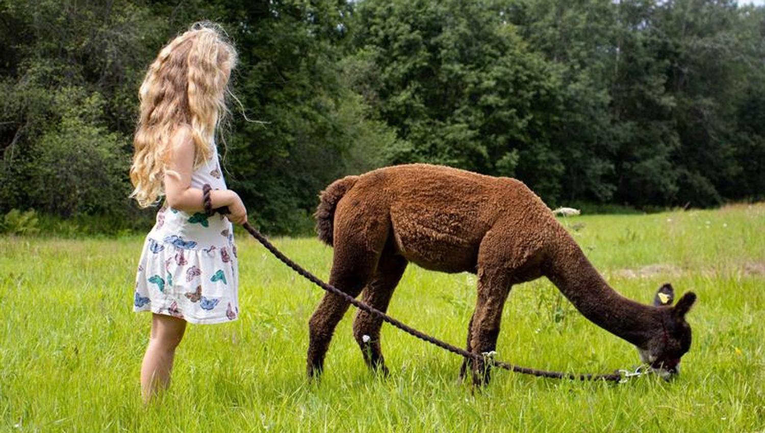 Girl with alpaca