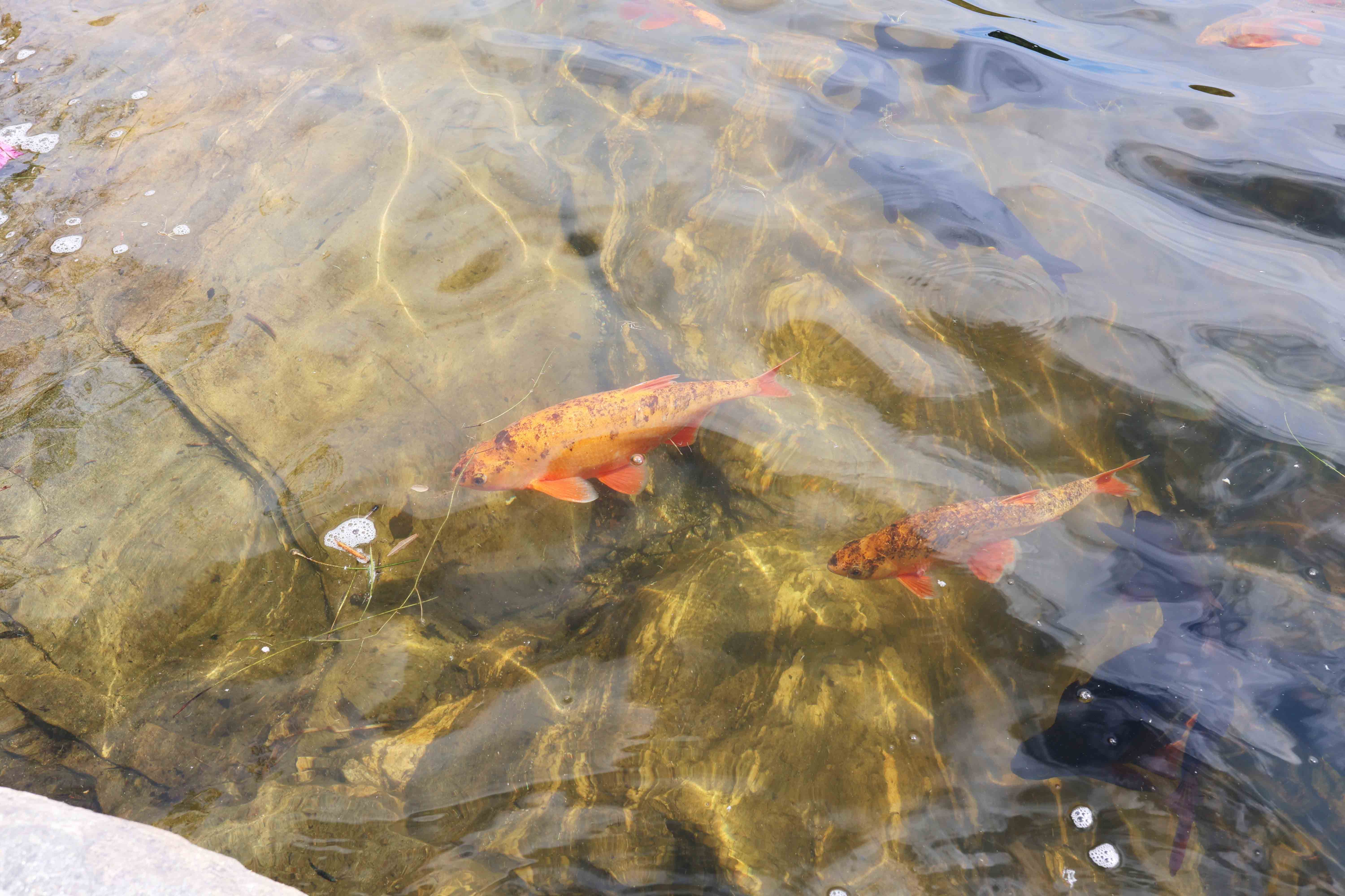 Nærbilde av gullfisk som svømmer i det klare vatnet i Gullfiskvatnet.