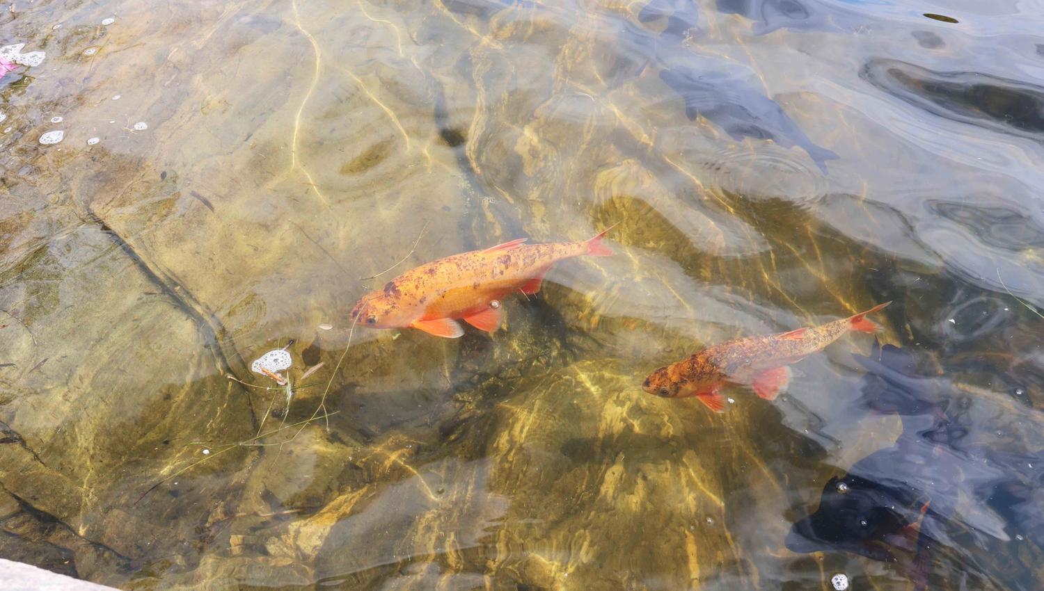 Nærbilde av gullfisk som svømmer i det klare vatnet i Gullfiskvatnet.