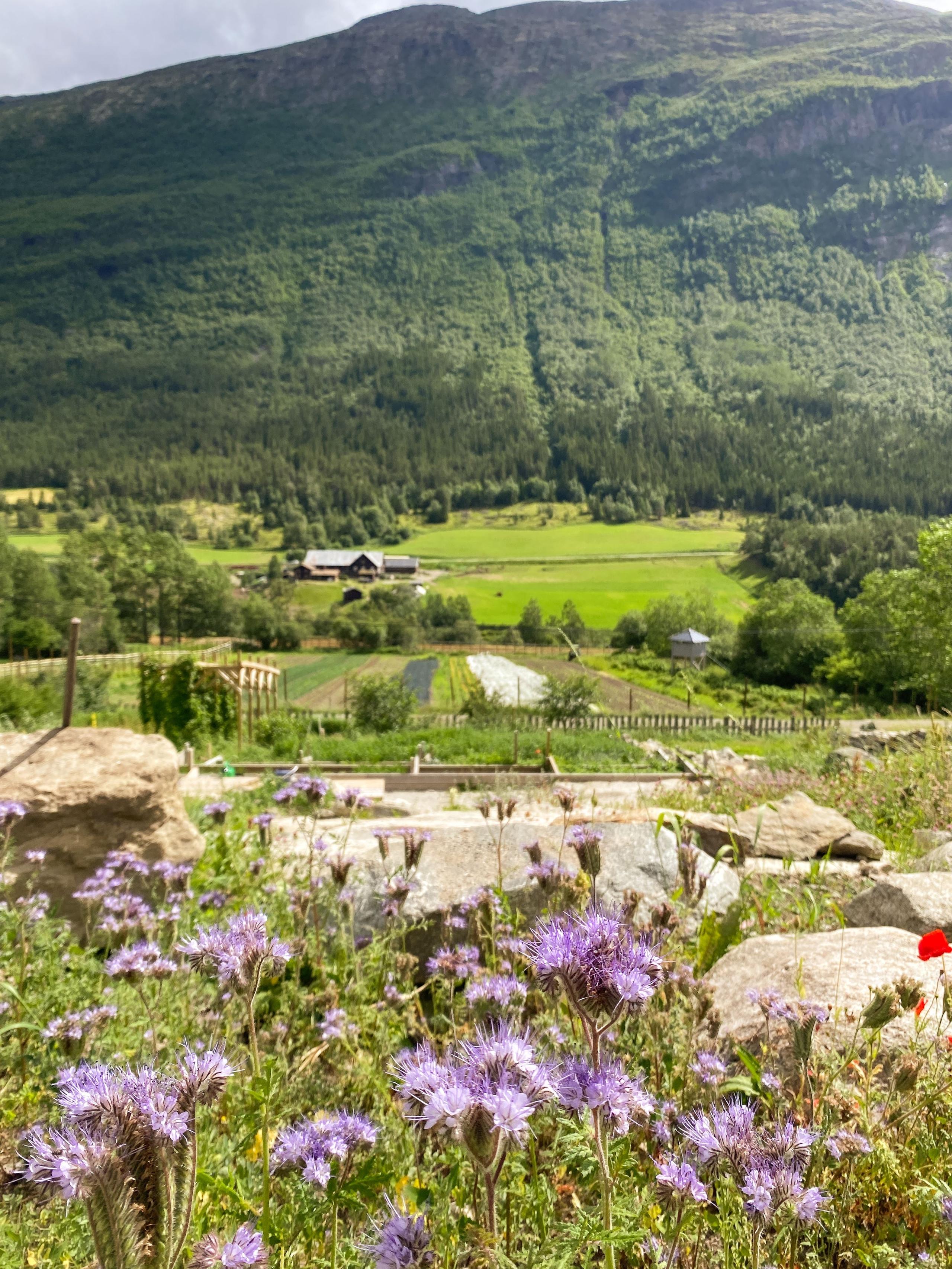 Purple wildflowers and rocks in the foreground overlook farm fields, trees, and a forested mountain under clouds..